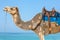 Arabian Camel Close-Up