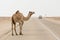 Arabian camel crossing the asphalt road