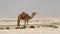 Arabian camel in desert