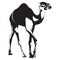 Arabian camel dromedary silhouette vector isolated illustration