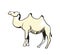 Arabian camel hand drawn icon