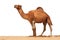 Arabian Camel isolated