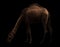 Arabian camel standing in the dark