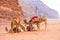 Arabian Camels gathered together in the red desert