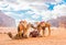 Arabian Camels gathered together in the red desert