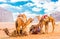Arabian Camels gathered together in the red desert