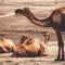 Arabian camels middle east