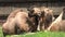 Arabian camels resting on the grass