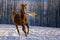 Arabian chestnut Stallion galloping in snowy meadow, running towards camera,