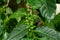 Arabian coffee beans Coffea arabica, green, growing on plant - Davie, Florida, USA