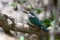 Arabian collared kingfisher Todiramphus chloris kalbaensis or white-collared kingfisher or mangrove kingfisher close up in Kalba