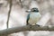 Arabian collared kingfisher Todiramphus chloris kalbaensis or white-collared kingfisher or mangrove kingfisher close up in Kalba