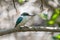 Arabian collared kingfisher Todiramphus chloris kalbaensis or white-collared kingfisher or mangrove kingfisher close up in Kalba