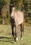 Arabian colt horse