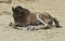 Arabian Colt Lying Down Napping in a Sandy Arena