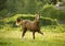 Arabian colt trotting in evening meadow