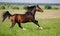 Arabian dapple-chestnut stallion