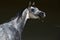 Arabian dapple gray mare portrait against  dark background