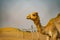 Of the Arabian desert camel United Arab Emirates