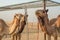 Of the Arabian desert camel United Arab Emirates