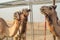 Of the Arabian desert camel United Arab Emirates