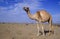 Arabian or Dromedary camel, Camelus dromedarius