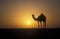 Arabian or Dromedary camel, Camelus dromedarius