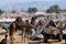 Arabian dromedary camels at famous camel fair holiday in sacred hindu town Pushkar,Thar desert,India