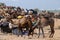 Arabian dromedary camels taking part at famous cattle fair holiday,India