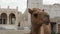 Arabian dromedary in stable