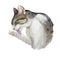 Arabian or Egyptian Mau cat isolated on white background. Digital art illustration of hand drawn kitty. Kitten short