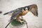 Arabian Falcon close-up shot.