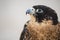 Arabian Falcon close-up shot.