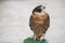 Arabian Falcon close-up shot.