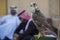 Arabian Falcon close-up shot.