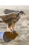 Arabian Falcon On Falconer\'s Glove