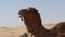 Arabian Farm Breeding Camel