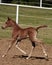 Arabian Foal