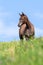 Arabian foal in field