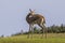 Arabian Gazelle grazing on Saadiyat Island in Abu Dhabi