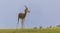 Arabian Gazelle grazing on Saadiyat Island in Abu Dhabi