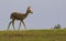 Arabian Gazelle grazing on Saadiyat Island in Abu Dhabi