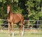 Arabian Gelding