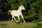 Arabian gray horse