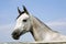 Arabian gray horse standing in corral at summertime