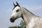 Arabian gray horse standing in corral at summertime