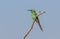 An Arabian Green Bee-Eater