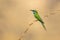Arabian green bee-eater, Merops cyanophrys