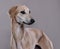 Arabian Greyhound dog sloughi portrain