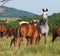 Arabian herd on pasture